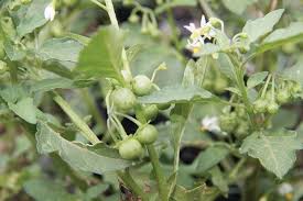 Image result for Solanum richardii
