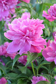 Maybe you would like to learn more about one of these? Beautiful Fragrant Peonies Flowers Pink Color Peonies Flower Pink Peony Flowers In Garden Stock Photo Picture And Royalty Free Image Image 151884070