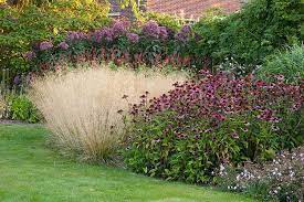 Afbeeldingsresultaat Voor Deschampsia Cespitosa Goldtau Ornamental Grasses Naturalistic Garden Grasses Garden