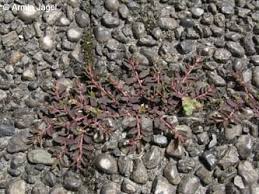 Roncalli scholengemeenschap tuinderspad 6 4613 ca bergen op zoom. Artenseite Euphorbia Maculata Chamaesyce Maculata Gefleckte Wolfsmilch Bochumer Botanischer Verein