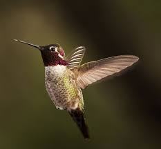 Maybe you would like to learn more about one of these? Anna S Hummingbird