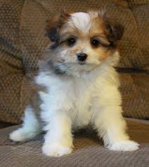 Pomeranian Crosses Puppies For Sale Pomeranian Puppy Pomeranian Mix Puppies Cute Pomeranian