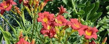 We did not find results for: Daylily Hemerocallis Ruby Stella