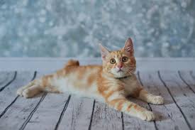 Image result for adorable cat