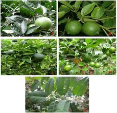 Image result for Rutaceae