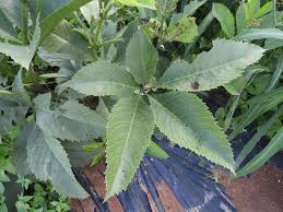 Image result for Cyphostemma rhodesiae