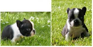 French bulldogs and boston terriers alike are seriously sought after right now. Boston Terrier French Bulldog Mix