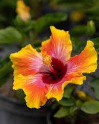 Image result for Hibiscus