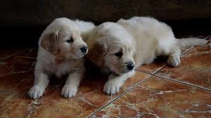 Contact washington dc golden retriever breeders near you using our free golden retriever breeder search tool below! Brandon Golden Retriever Puppy For Sale Euro Puppy