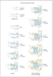 teeth eruption chart childrens dentistry