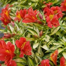 Find new and preloved flowers by zoe items at up to 70% off retail prices. Alstroemeria Little Miss Zoe Peruvian Lily Alstroemeriaceae The Alstroemeria Family