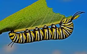 Ces Insectes Aux Vertus Incroyables Ce Qu Il Faut Absolument Savoir