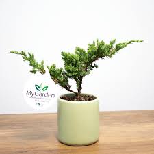 Maybe you would like to learn more about one of these? Bonsai Nana En Cilindro Mini Pinos My Garden