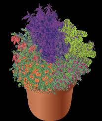 Image result for Coleus calycinus