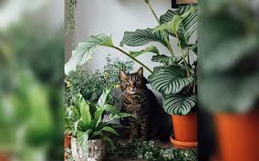 Cada cuánto regar los cactus. Los Cactus Estan En Tendencia Y Los Micros Estan Arrasando Diario De Queretaro Noticias Locales Policiacas De Mexico Queretaro Y El Mundo