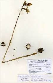 Image result for Nervilia kotschyi