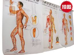 The Back Of The Body Meridians Acupoints Moxibustion Acupuncture Points Chart Wall Map Of Acupuncture Scrapping Chinese English