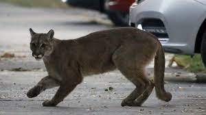 Mountain Lion Us Mother Fights Off Animal Attacking Her Son Bbc News