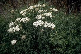 Species Achillea Millefolium