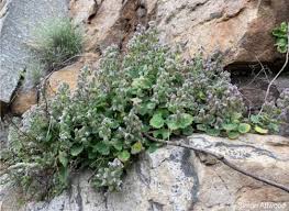 Image result for Aeollanthus