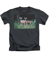 Deer Wildlife