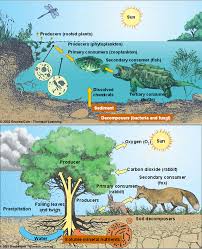 Image result for organisms and their environment