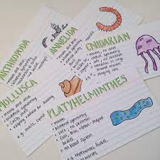 10 100 days of productivity 05 08 16some flashcards i made for the classification plant and animal phyla study cards school ideas parts speech pdf