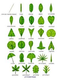 14 Best Leaf Shapes Images Leaf Shapes Shapes Leaves