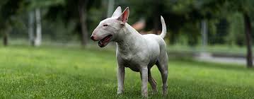 Here's a look at a few breeds often long haired dog breeds come in all shapes and sizes and make excellent companion, working or show recognized because of its long, silky white hair, the maltese is a quintessential lap dog known for. 20 Most Popular White Dog Breeds Of Every Fluff And Size