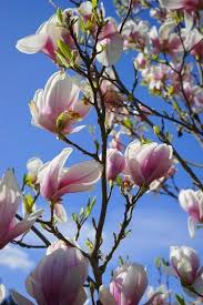 There are a dozen on magnolia plaza, and they bloom around the same time as the yulan. Snappygoat Com Free Public Domain Images Snappygoat Com Tulip Magnolia Flowers Bl C3 Bctenmeer 324284 Jpg