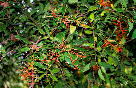 Image result for Helixanthera