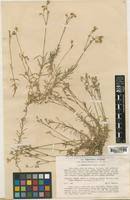 Image result for Cerastium octandrum