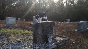 She was the mother of rock music icon elvis presley. Long Lost Grave Of Elvis S Twin Brother Jesse Garon Presley Youtube