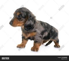 Black and tan are one of the most common, along with solid brown. Long Hair Dachshund Image Photo Free Trial Bigstock