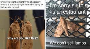 It S Moth Week And We Have Memes To Help You See The Light Animal Memes Inspirational Memes Funny Memes