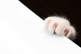 Frequent special offers and discounts up to 70% off for all products! The 25 Best Cat Nail Grinders Of 2020 Cat Life Today