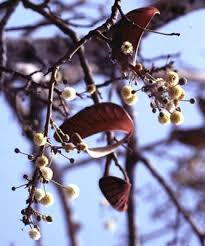 Image result for Embelia xylocarpa