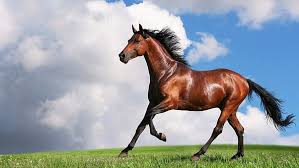 For example, the new zealand kiwi escapes hunters by hiding in undergrowth, and the african ostrich simply runs away very fast. How Do Ostriches Run Faster Than A Horse Quora