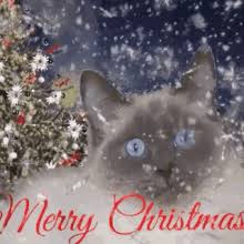 Merry Christmas Cat Meme Gifs Tenor