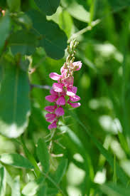 Image result for Afrosolen schimperi