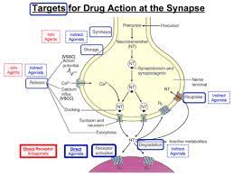 Sympathetic Nervous System Flashcards Quizlet