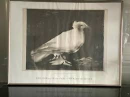Il s'agit d'une lithographie de picasso que l'on trouve régulièrement et que j'ai longtemps voulu posséder. Lithographie Kunst Und Antiquitaten Gebraucht Kaufen In Bielefeld Ebay Kleinanzeigen