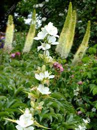 There are two common species of cosmos. Tall White Flowers In A Garden Stock Photo Picture And Royalty Free Image Image 74178328