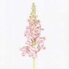 Scan this qr code with your phone. Snapdragon Original Botanical Drawing Carmen Hui Art Illustration