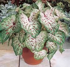 Maybe you would like to learn more about one of these? Aneka Macam Jenis Tanaman Keladi Hias Tanaman Hias