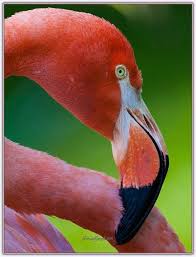 Flamingo Kusu Sayfa 2 Flamingo Hayvanlar Kusu
