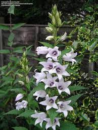 Plantfiles Pictures Bellflower Faichem Lilac Campanula Latifolia By Galanthophile Lilac Gardening Campanula Bellflower