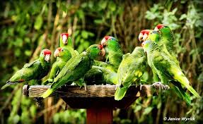 Birds Of A Feather Song Rio Brought To You By Cookies In Bloom And Hannah S Caramel Apples Www Cookiesinbloom Com Www Hannahscaramelapples Com Cookies In Bloom Parrot Pretty Birds