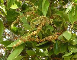 Image result for Anisophyllea boehmii