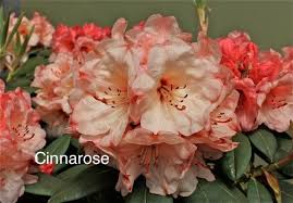 Anita Dunstan X Hill S Low Red 1997 Flowers Tickled Pink Rhododendron